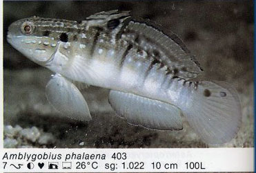 Amblygobius phalaena